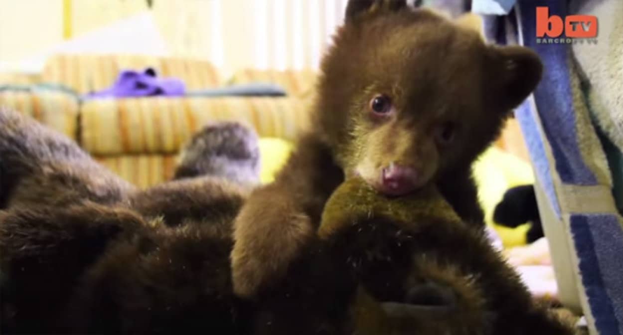 母親の亡骸にしがみついて泣いていたクマの赤ちゃんが保護される アメリカ ぬいぐるみみたいにかわいい カラパイア