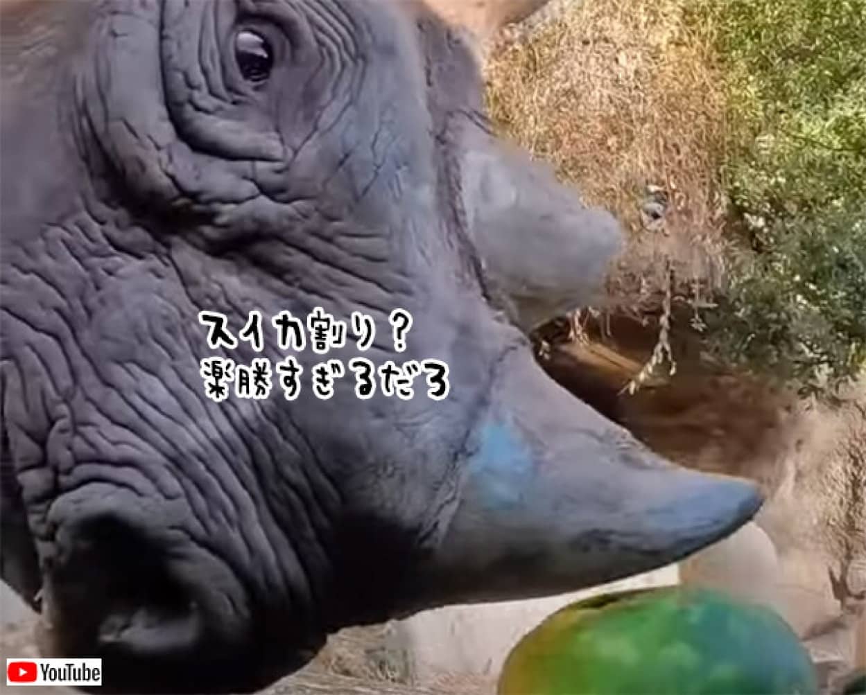 角をつかってスイカを割って食べるサイ