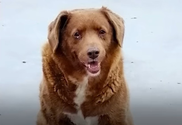 世界一最高齢の犬の年齢に疑惑が浮上。ギネス記録が一旦保留に