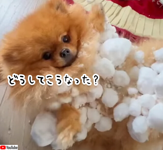どうしてこうなった？体中に大量の雪玉をつけたポメラニアン