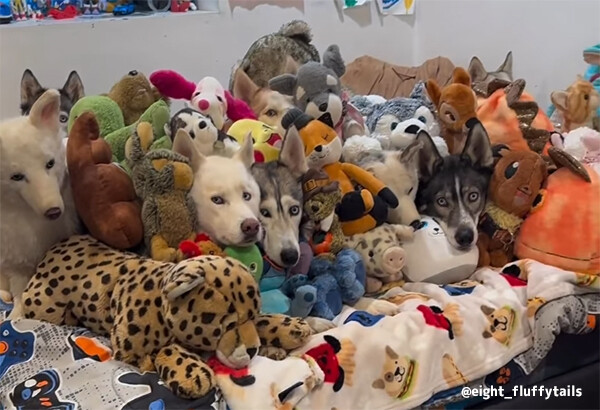 さてこの中に、本物の犬は何匹いるでしょうか？