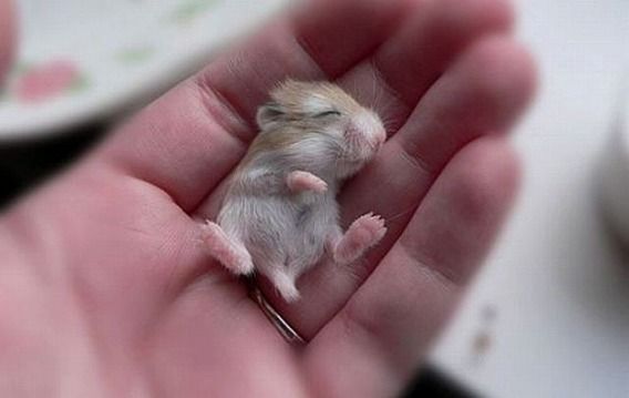 the_smallest_pets_640_08
