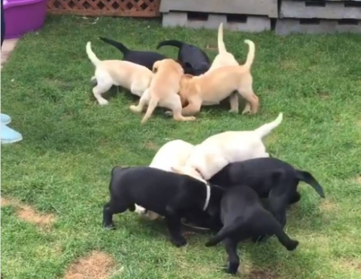 なぜ回る 11匹の子犬たちのローリング食べ カラパイア