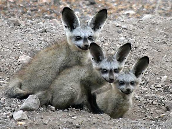 bat-eared-foxes_rctb-9095b