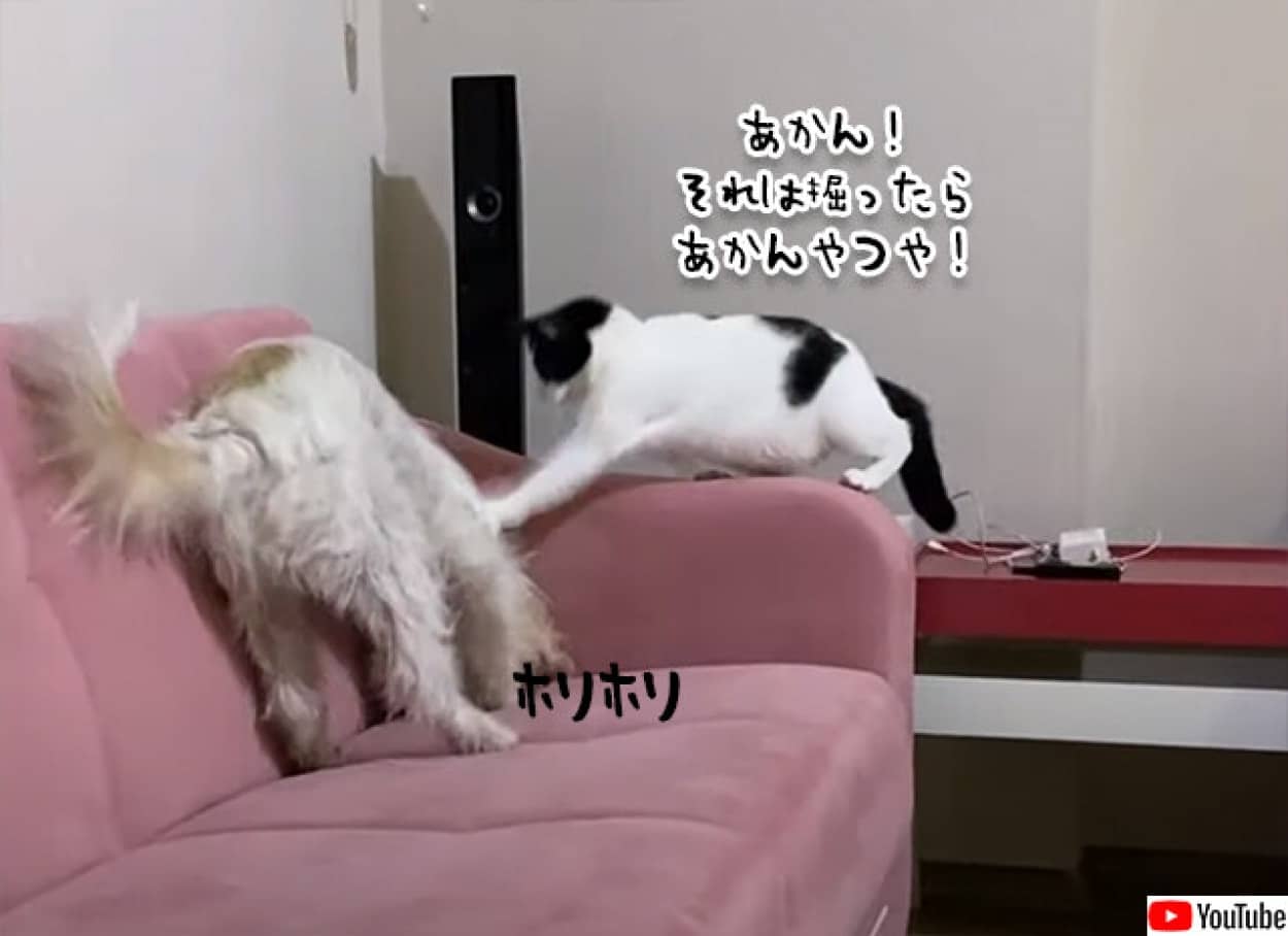 ソファーを掘る犬をたしなめる猫