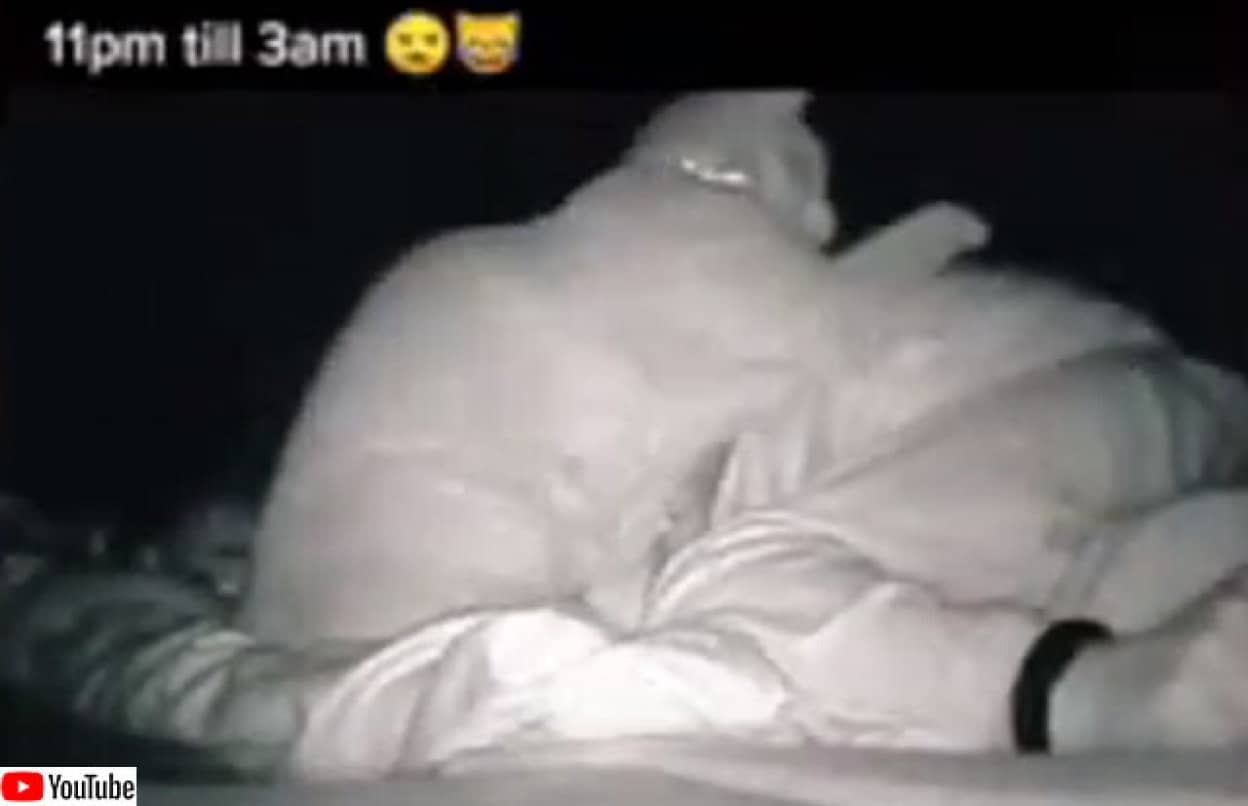 睡眠不足の原因は猫の夜活動だった