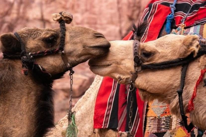 camels-g6311400ae_640_e
