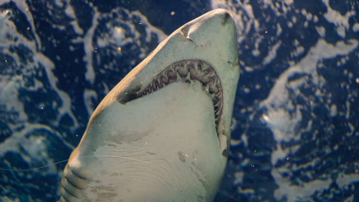 フロリダ州でサメ大量発生