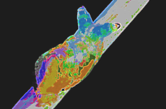 カタツムリの触角の中でグリグリとうごめく寄生虫、ロイコクロリディウムの恐ろしい映像が話題に（台湾）※グリグリ注意