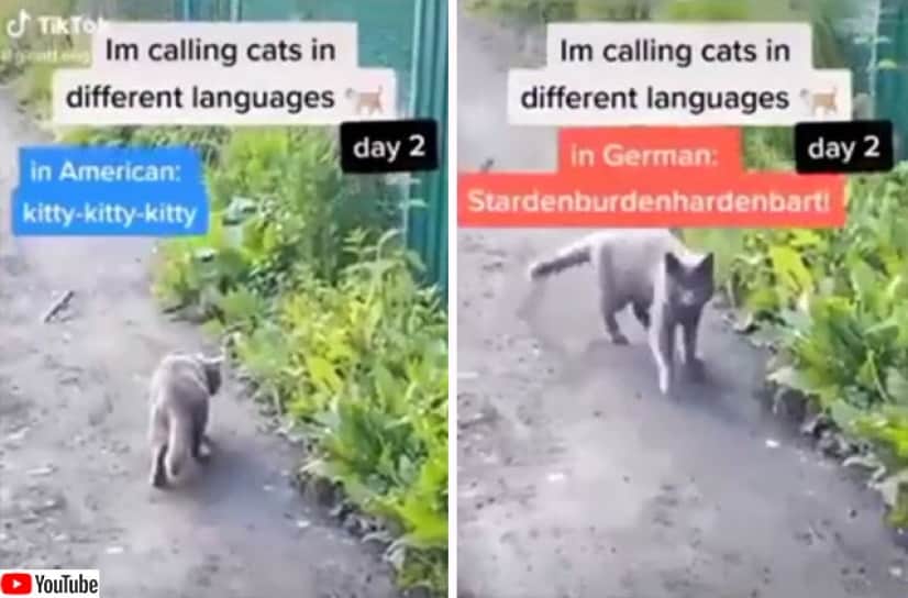 ドイツ語ならいつもうまくゆく 様々な国の言葉で猫を呼んでみたところ ドイツ語の反応が最強説 カラパイア ドイツ語ならいつもうまくゆく 様々な国の言葉で猫を呼んでみたところ ドイツ語の反応が最強説 カラパイア