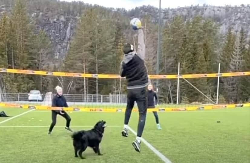 犬 このポジションは譲らない ビーチバレーで正確なトスを上げ続けるセッター犬 カラパイア