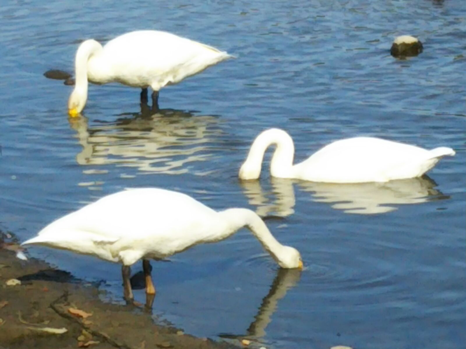 広瀬川の白鳥 からすびしゃく通信 広瀬川の白鳥 からすびしゃく通信