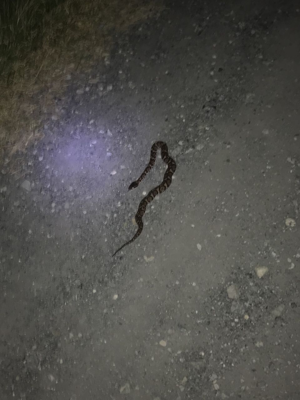 ついに野生のマムシ に遭遇 サボり気味の空手家の自転車日記