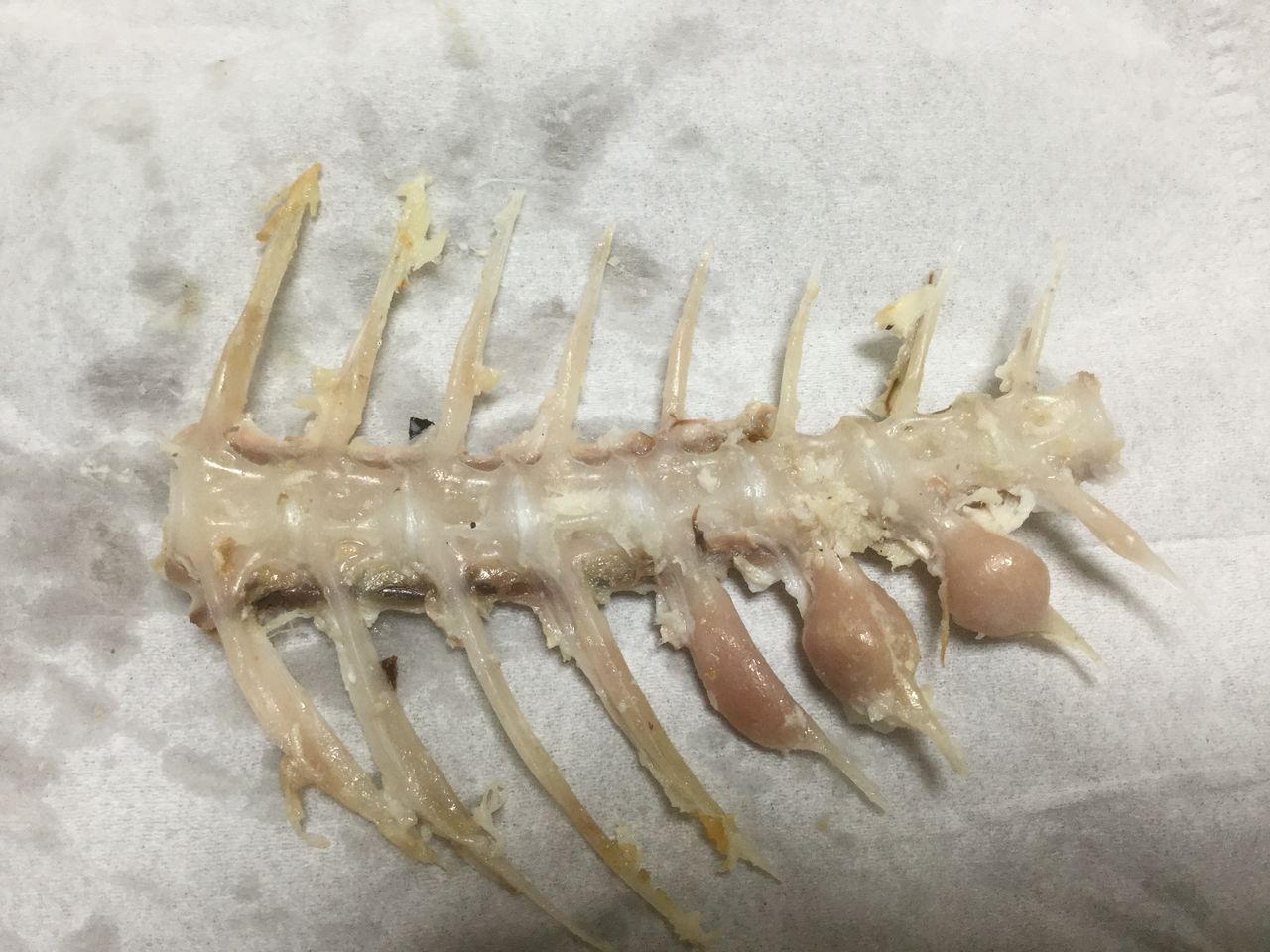 鯛骨の力こぶ 愛 鯛骨の力こぶ 愛
