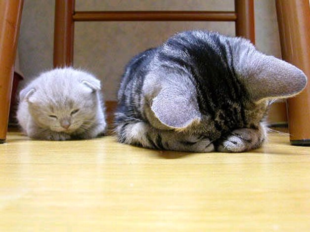 画像あり 猫が土下座している画像がカワイイと話題に 枯葉の落葉 画像あり 猫が土下座している画像がカワイイと話題に 枯葉の落葉