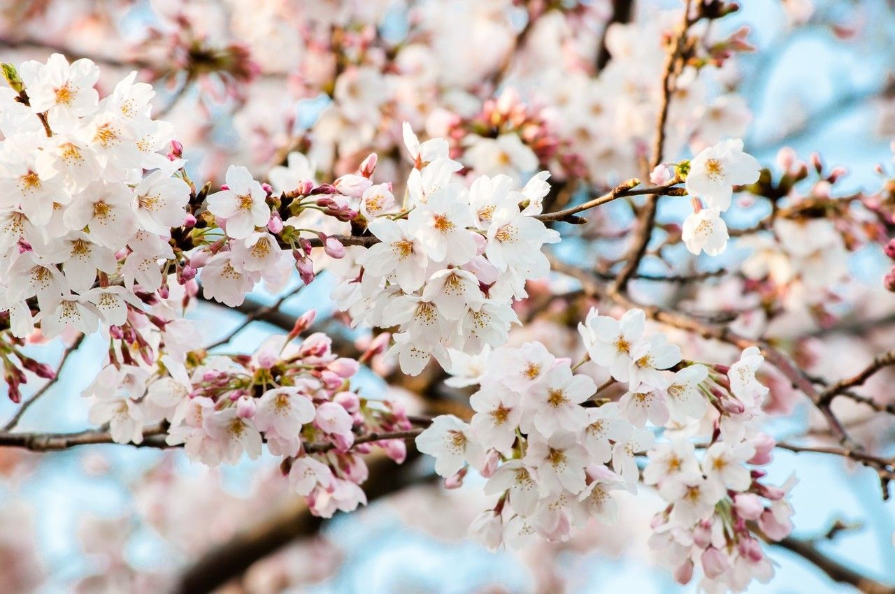 COOKPADで見つけた可愛くて美味しい桜レシピ・１