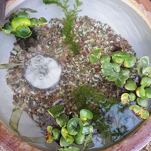 水草水槽で絨毯 草原を作りたい 2011年05月