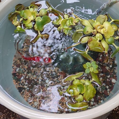 犬と私とメダカと金魚