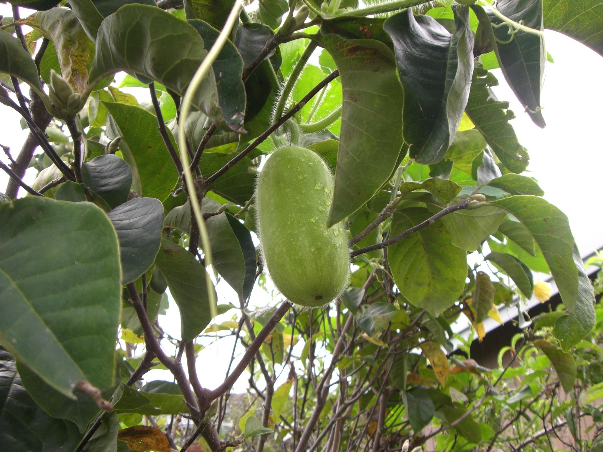 木蓮に実が じいじの日記