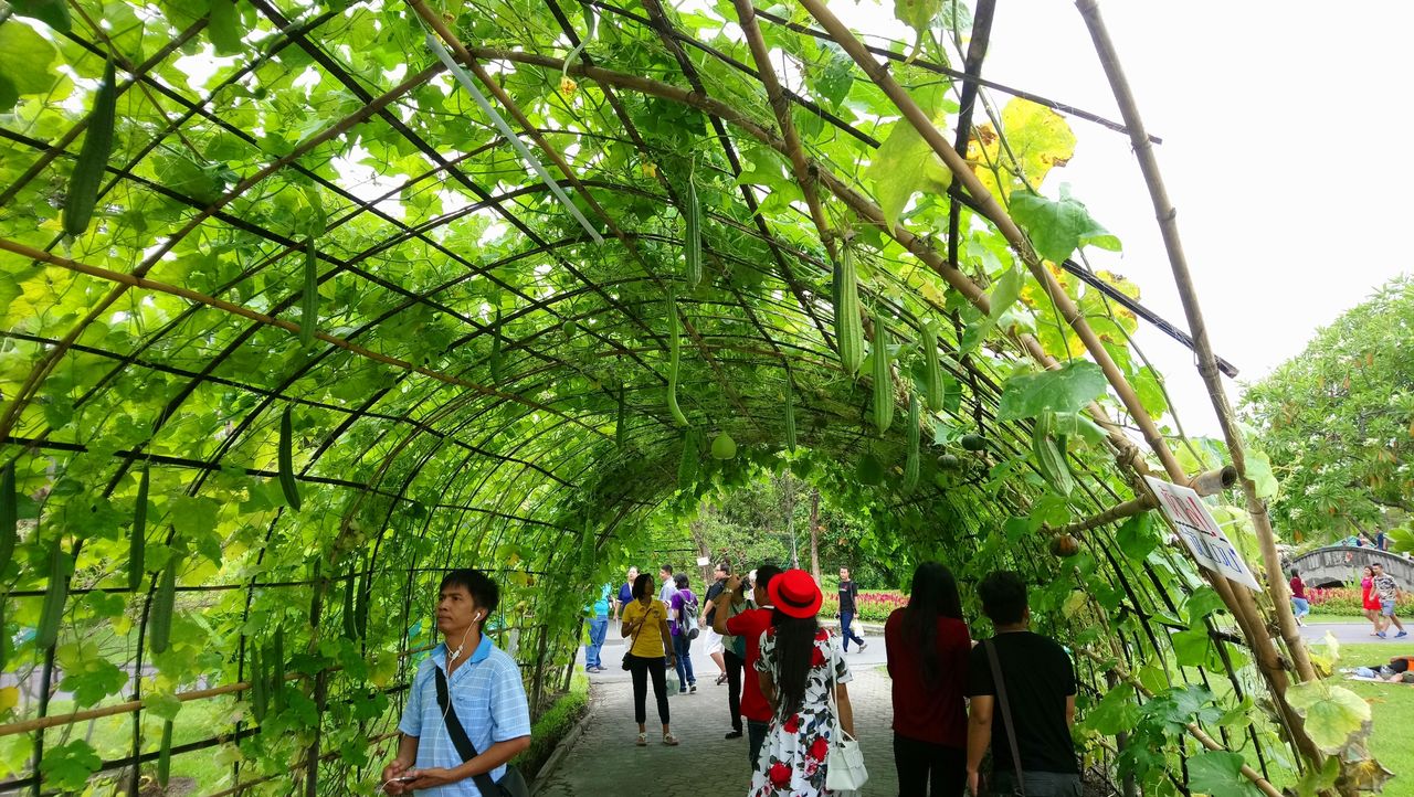 緑のトンネル Bな日常