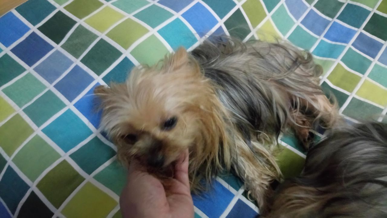飼い犬に手を噛まれるとはこの事でござる Bな日常 飼い犬に手を噛まれるとはこの事でござる Bな日常