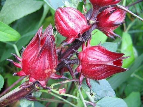 hibiscus_02