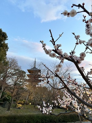 東寺 梅のライトアップ貸切拝観