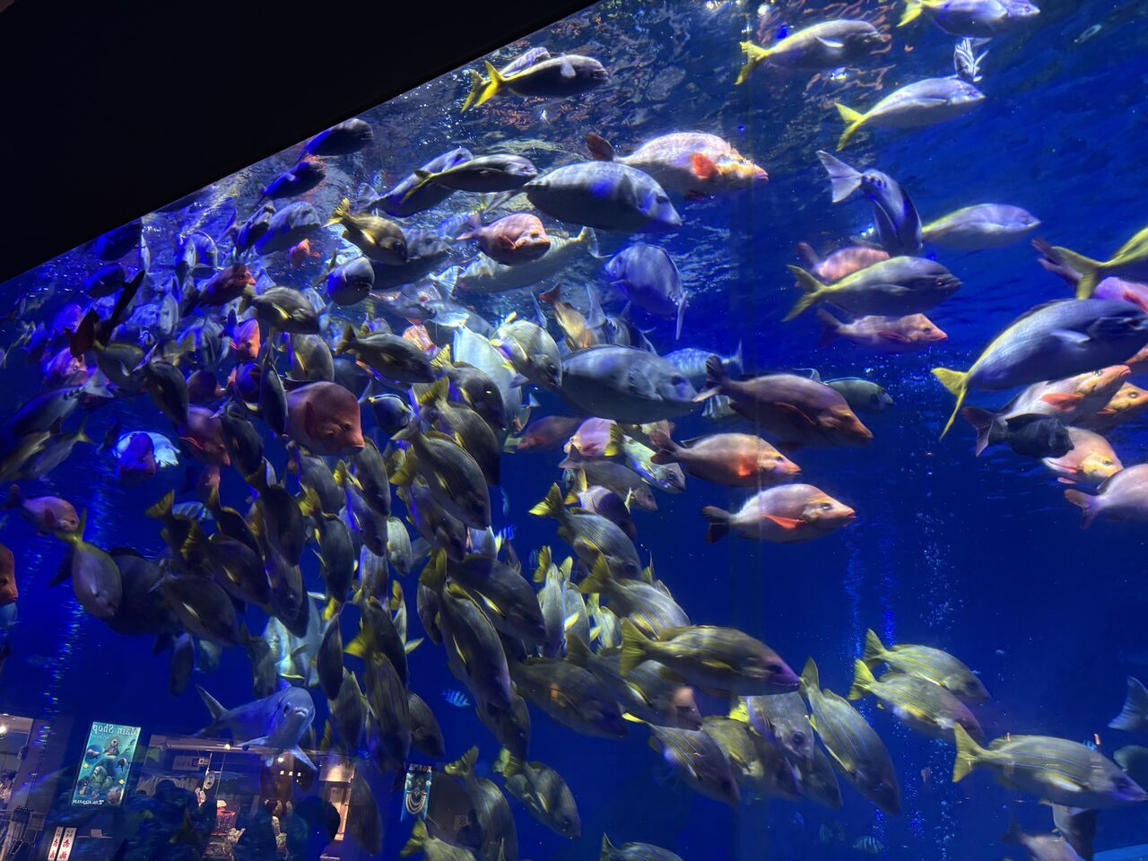 見どころたっぷりの鳥羽水族館 : 肉食系ベジタリアンのつぶやき