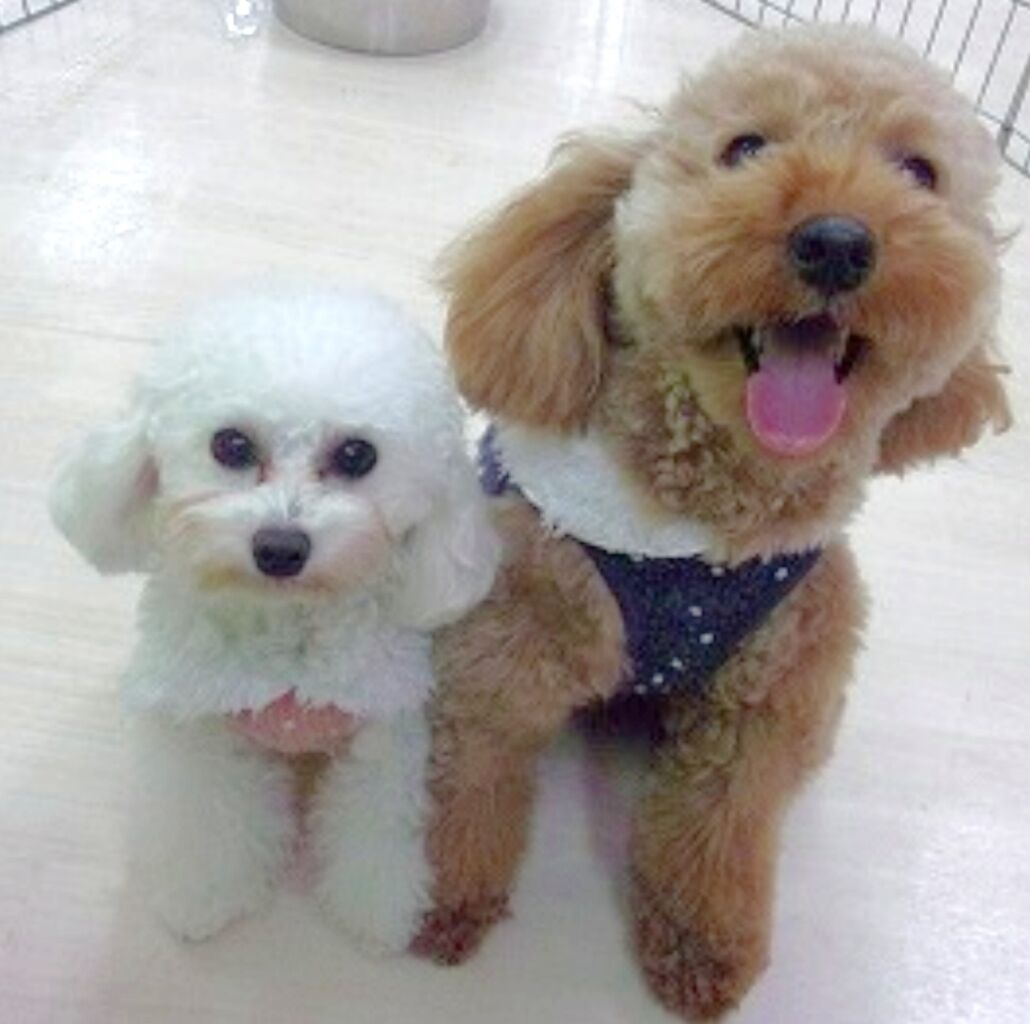 犬の幼稚園と息子の卒業について 旅と食とワンコ好きの備忘録 犬の幼稚園と息子の卒業について 旅と食とワンコ好きの備忘録