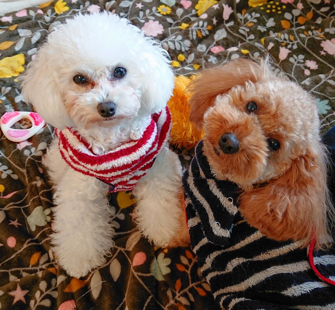 犬の幼稚園と息子の卒業について 旅と食とワンコ好きの備忘録 犬の幼稚園と息子の卒業について 旅と食とワンコ好きの備忘録