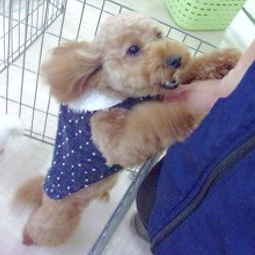 犬の幼稚園と息子の卒業について 旅と食とワンコ好きの備忘録 犬の幼稚園と息子の卒業について 旅と食とワンコ好きの備忘録