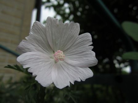 ムスクマロウ アップルブロッサムさん 小さな庭のお花達