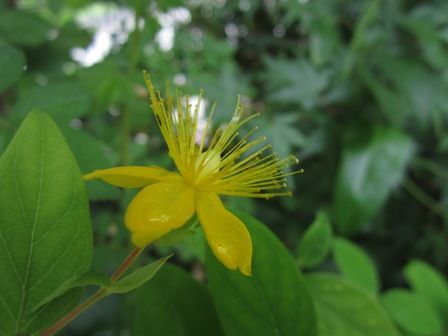 ムスクマロウ アップルブロッサムさん 小さな庭のお花達