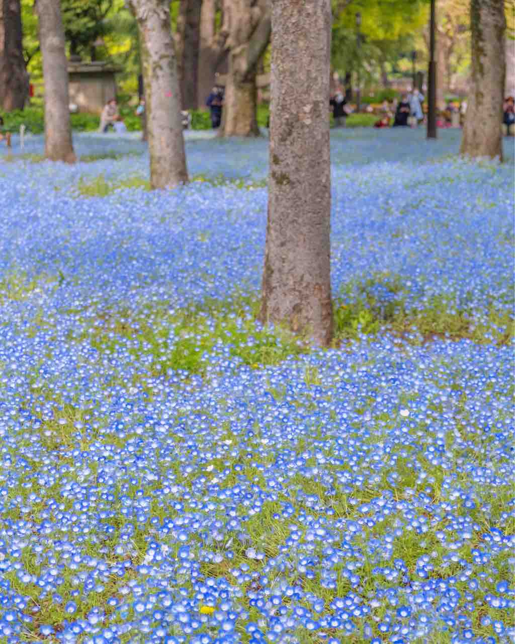 ネモフィラブルーの絨毯 日比谷公園 東京 花 フォト散歩 夏凛