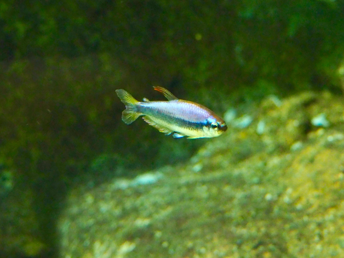 花林糖の一日一撮 淡水魚 淡水魚 海水魚 花林糖のギターとカメラと機材な日々 花林糖の一日一撮 淡水魚 淡水魚 海水魚 花林糖のギターとカメラと機材な日々