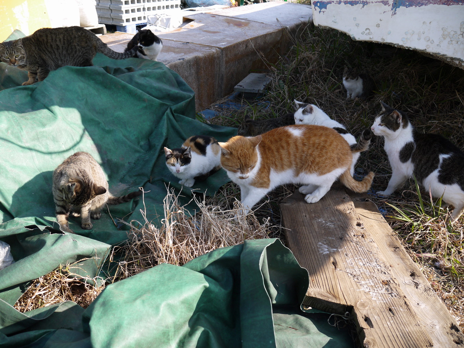 2ヶ月ぶりに岡山の猫島に行って来たので猫写真を貼っていったる かるかんタイムズ