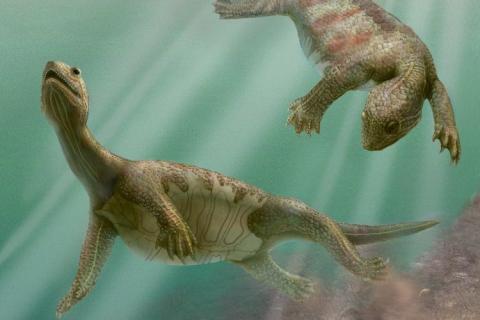 schildkroete2_DW_Wi_708784g