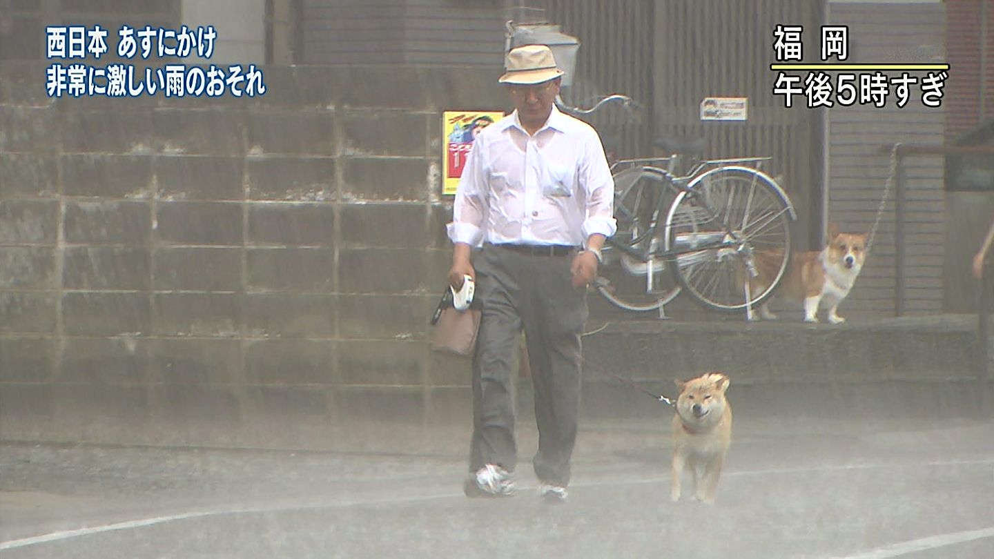 柴犬の可愛さは異常 存在自体が反則 かるかんタイムズ