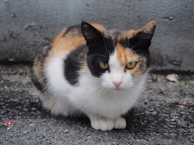 PUqUvv1