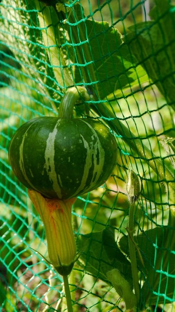 c0916315kM