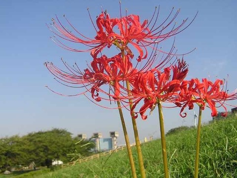 128514696639416217981_100922-m