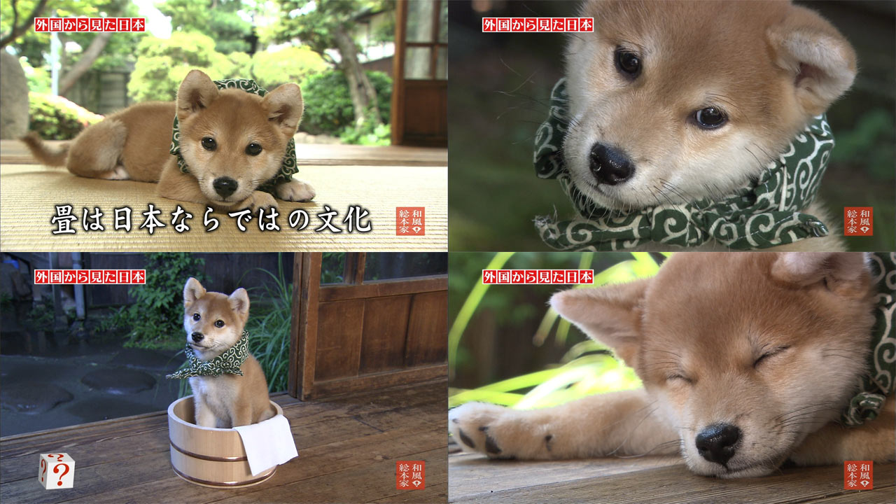 柴犬の可愛さは異常 存在自体が反則 かるかんタイムズ 柴犬の可愛さは異常 存在自体が反則 かるかんタイムズ