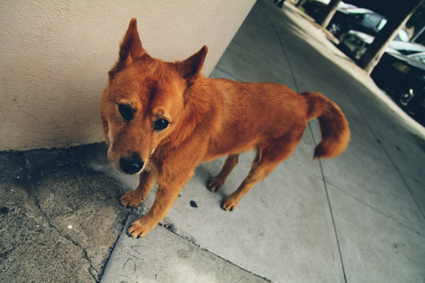 vlphoto017440