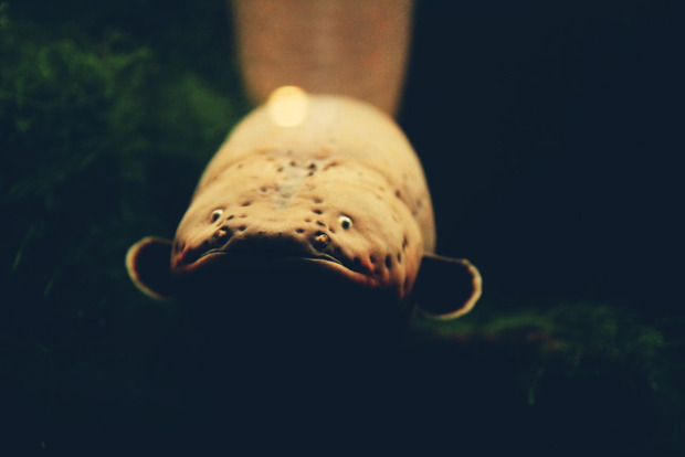 vlphoto017389