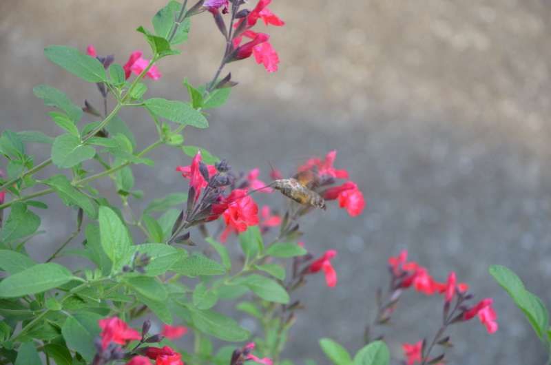 学校の帰りに花の蜜吸ってた奴wwww かるかんタイムズ 学校の帰りに花の蜜吸ってた奴wwww かるかんタイムズ