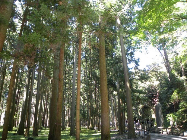 nJu3CaF