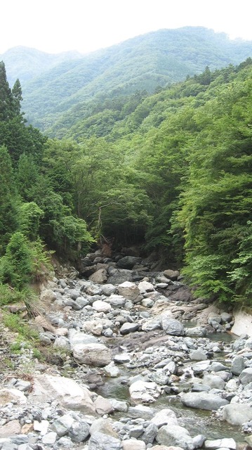 vljiko081558