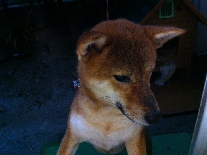 柴犬の可愛さは異常 存在自体が反則 かるかんタイムズ 柴犬の可愛さは異常 存在自体が反則 かるかんタイムズ