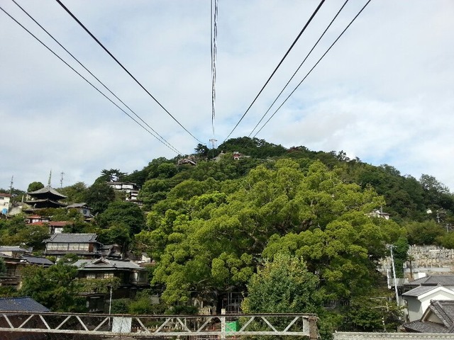 kvTrp