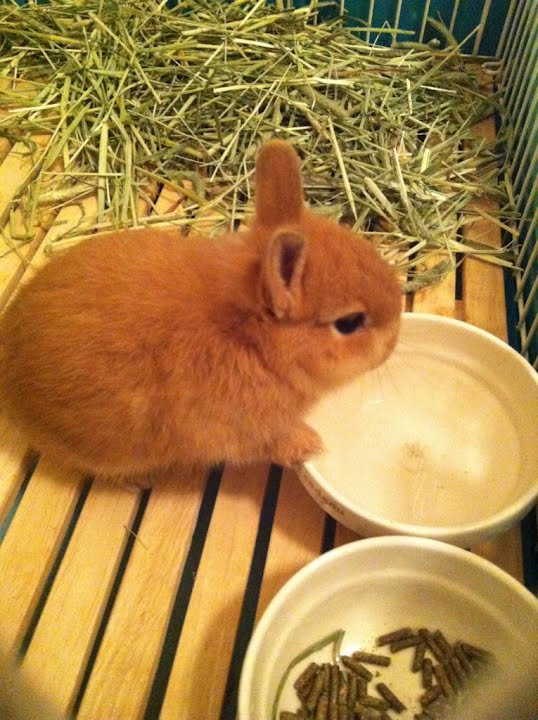ネザーランドラビット飼ってるんだけど質問ある かるかんタイムズ ネザーランドラビット飼ってるんだけど質問ある かるかんタイムズ